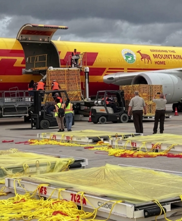 DHL 151 Ayı Heykelini Singapur’a Taşıdı