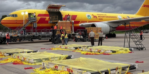 DHL 151 Ayı Heykelini Singapur’a Taşıdı
