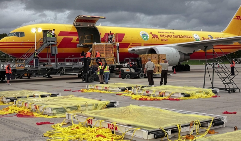 DHL 151 Ayı Heykelini Singapur’a Taşıdı